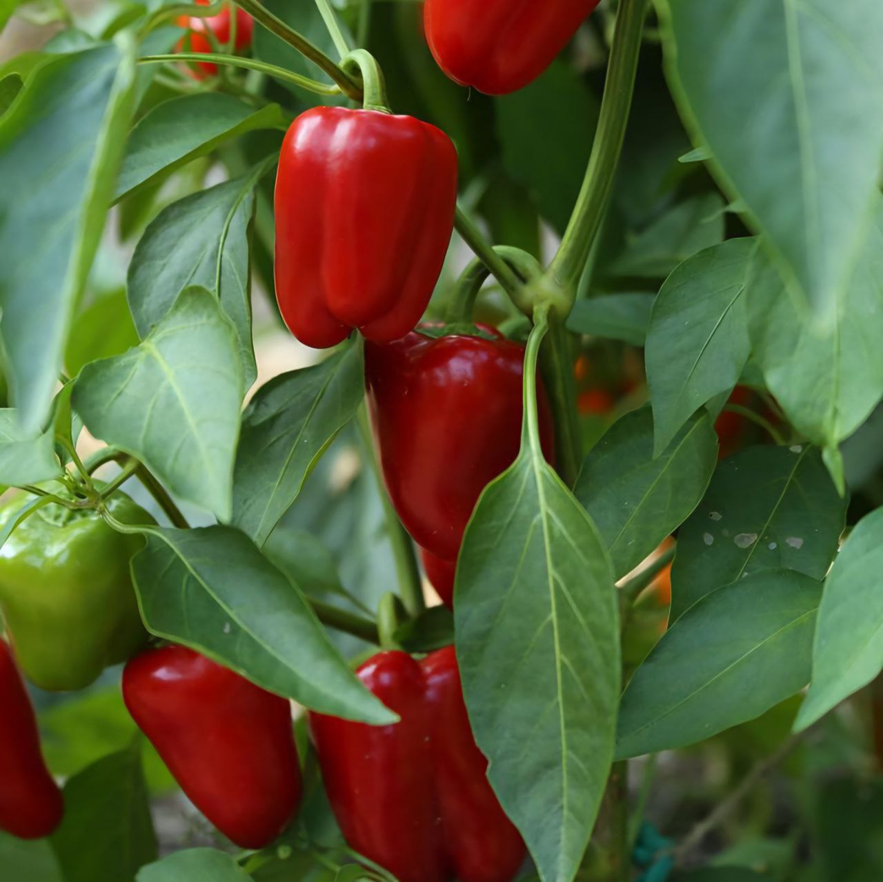 Red Peper